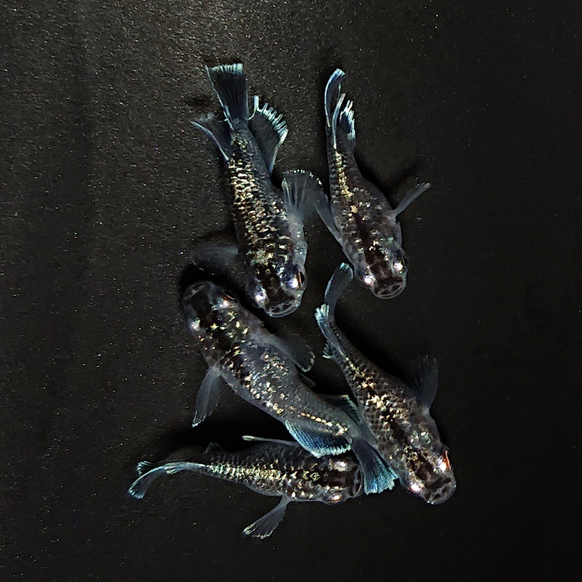 【現物】クリスタルブラック本だるま　5匹　オス3メス2　ヒカリ体型入り　4621