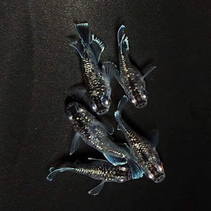 【現物】クリスタルブラック本だるま　5匹　オス3メス2　ヒカリ体型入り　4621