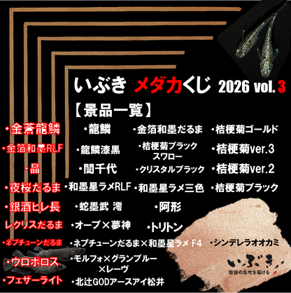 いぶきメダカくじ 2026 第三弾　※7月15日以降発送　4336