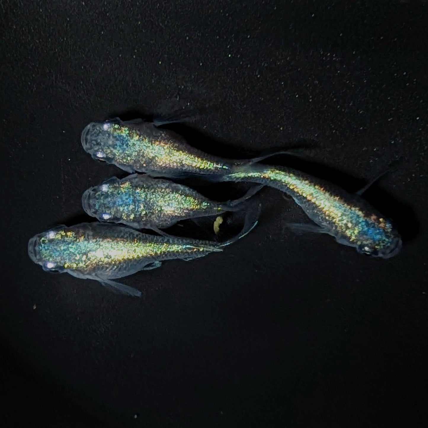 【現物】ネプチューンだるま　2ペア　4246