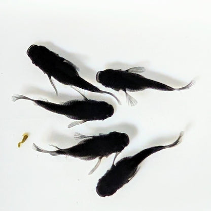 【現物】オロチだるま　5匹　オス2メス3　4253