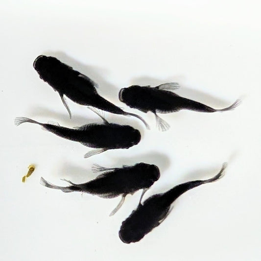 【現物】オロチだるま　5匹　オス2メス3　4253