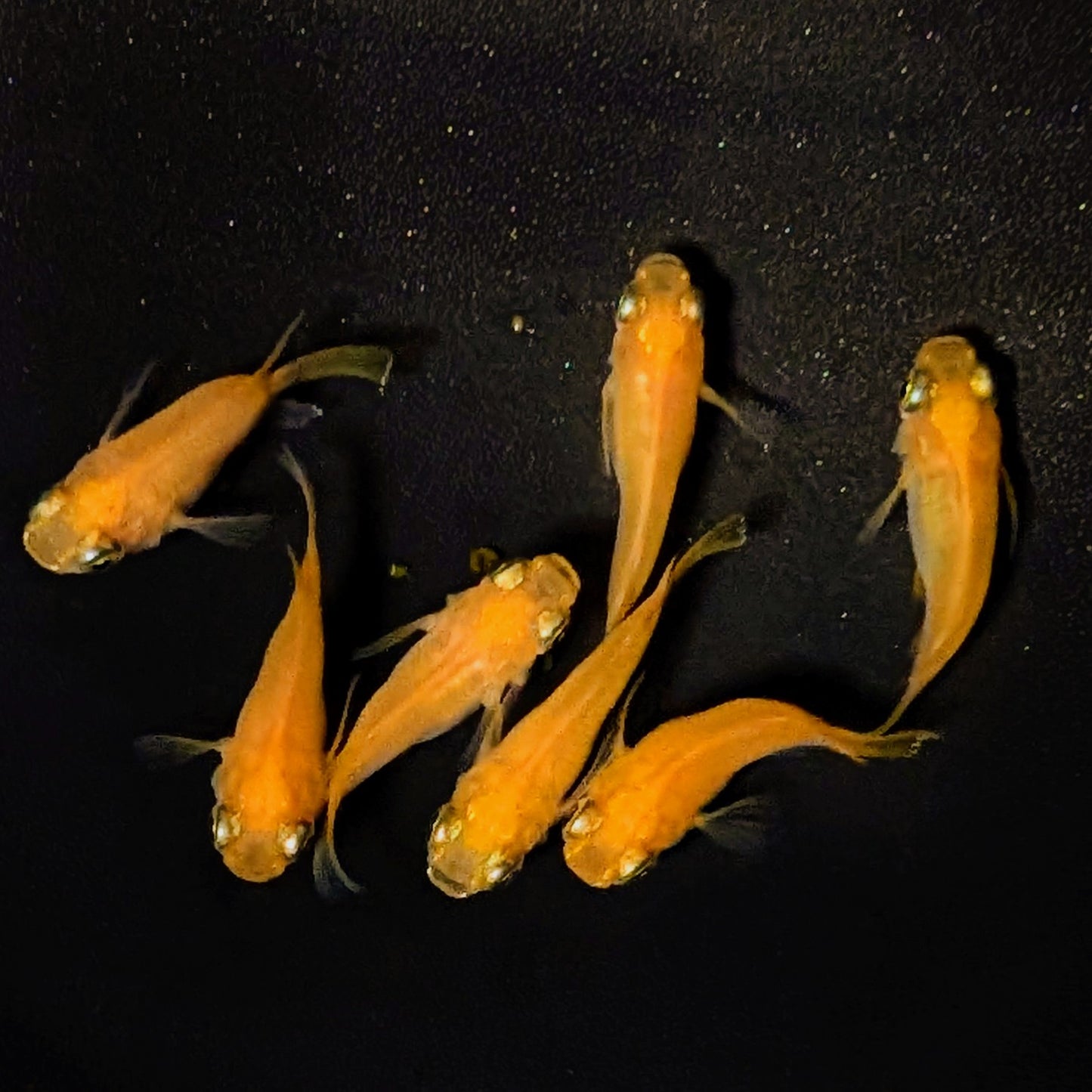 【現物】紅帝だるま　7匹　オス3メス4　4254