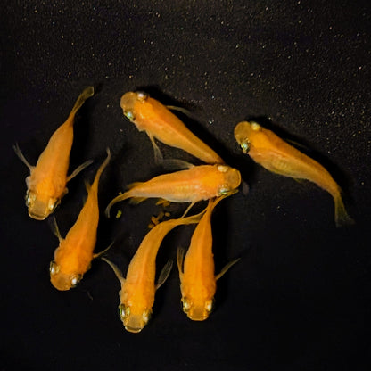 【現物】紅帝だるま　7匹　オス3メス4　4254