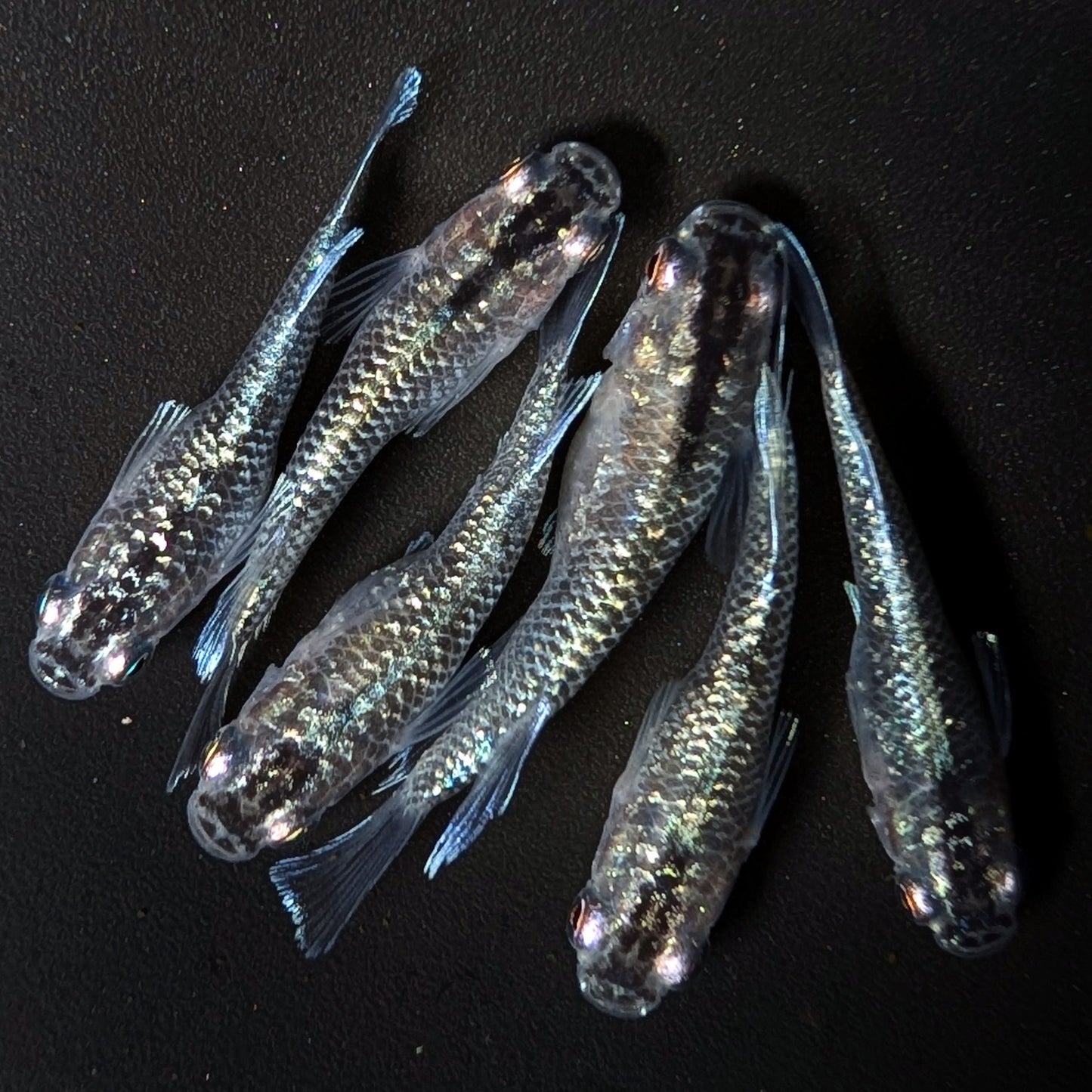 【現物】クリスタルブラック普通体型　3ペア　4251