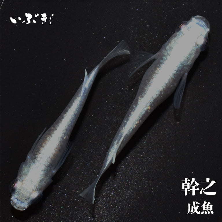 幹之(みゆき) 指宿(いぶすき)メダカ 成魚5匹 – いぶき | 指宿メダカとミジンコの通信販売