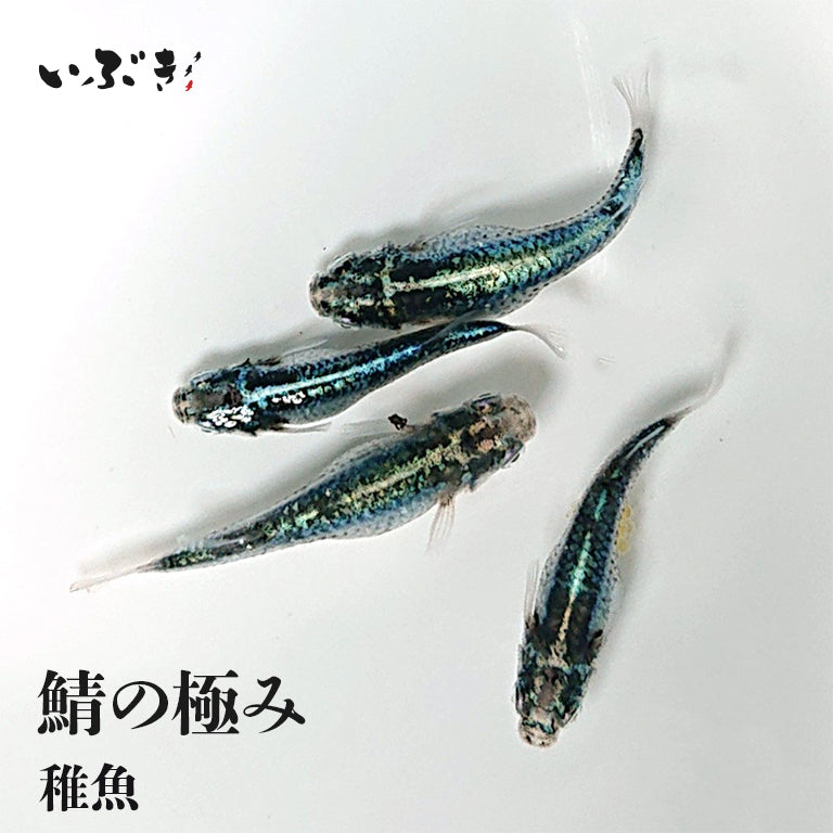 【めだか】 サバの極み　若魚 (浜松 二橋養魚場産) 10匹セット-6