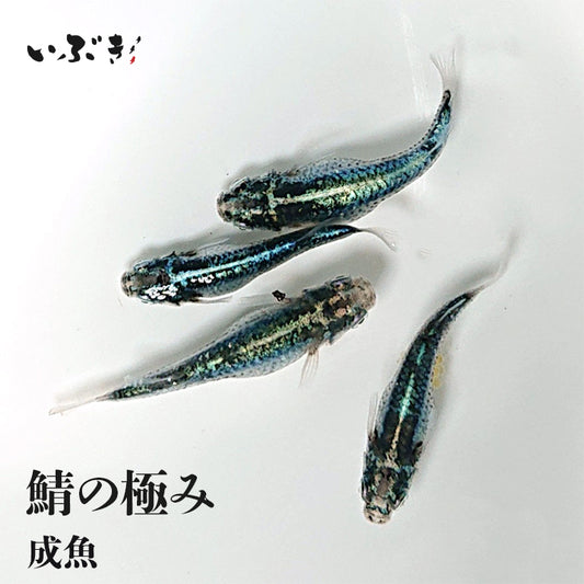 鯖の極み(さばのきわみ) 指宿(いぶすき)メダカ 成魚5匹