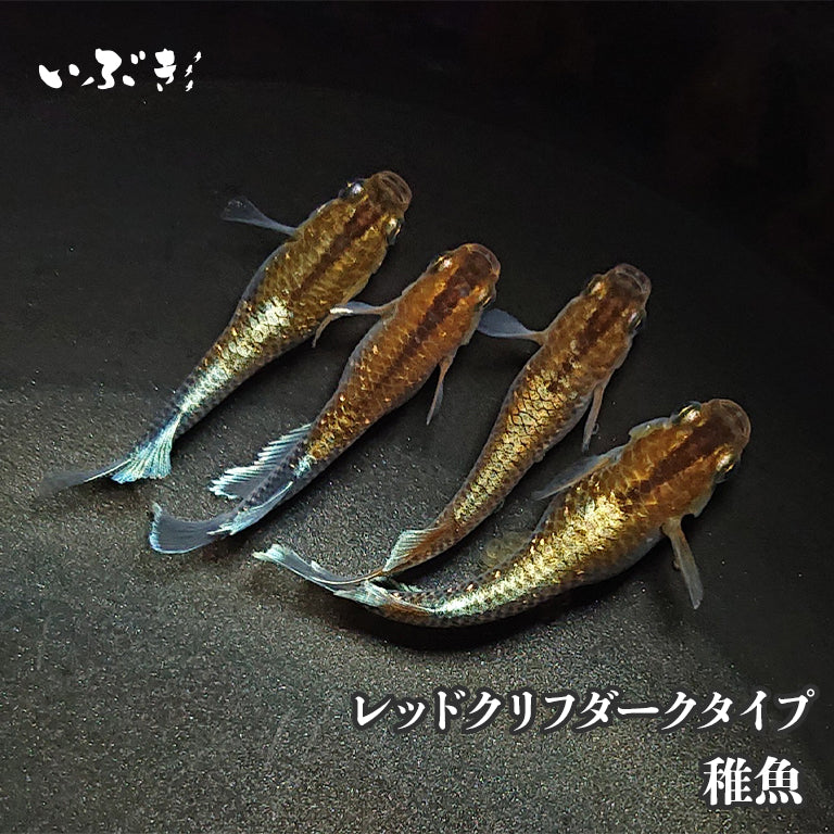 【稚魚】レッドクリフダークタイプ(れっどくりふだーくたいぷ) 指宿(いぶすき)メダカ 稚魚10匹