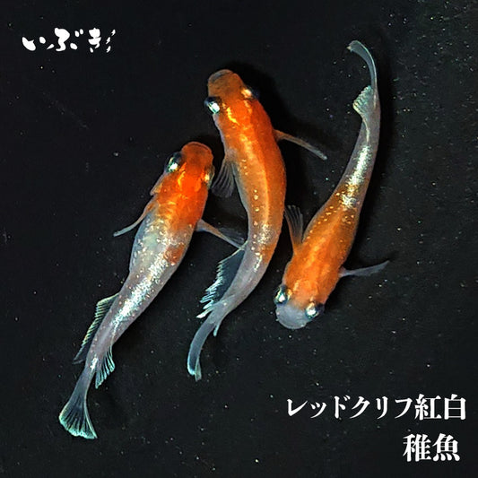 【稚魚】レッドクリフ紅白(れっどくりふこうはく) 指宿(いぶすき)メダカ 稚魚10匹