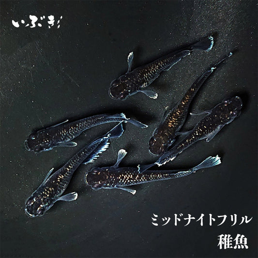 【稚魚】ミッドナイトフリル(みっどないとふりる) 指宿(いぶすき)メダカ 稚魚10匹