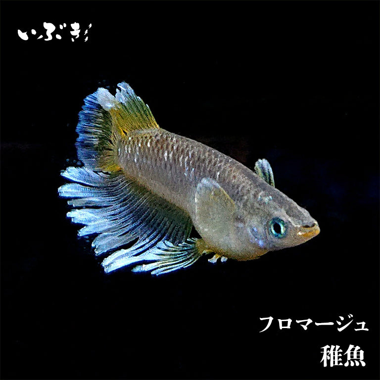 【稚魚】フロマージュ(ふろまーじゅ) 指宿(いぶすき)メダカ 稚魚10匹