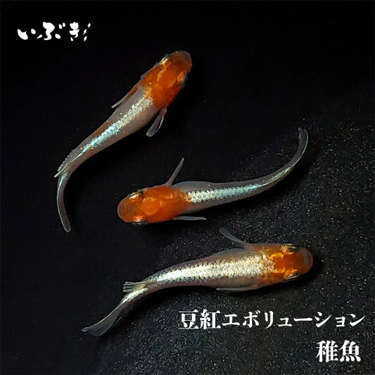 【稚魚】豆紅エボリューション(びーんずれっどえぼりゅーしょん) 指宿(いぶすき)メダカ 稚魚10匹