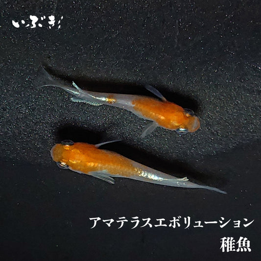 【稚魚】アマテラスエボリューション(あまてらすえぼりゅーしょん) 指宿(いぶすき)メダカ 稚魚10匹
