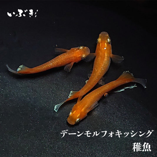 【稚魚】デーンモルフォキッシング(でーんもるふぉきっしんぐ) 指宿(いぶすき)メダカ 稚魚10匹