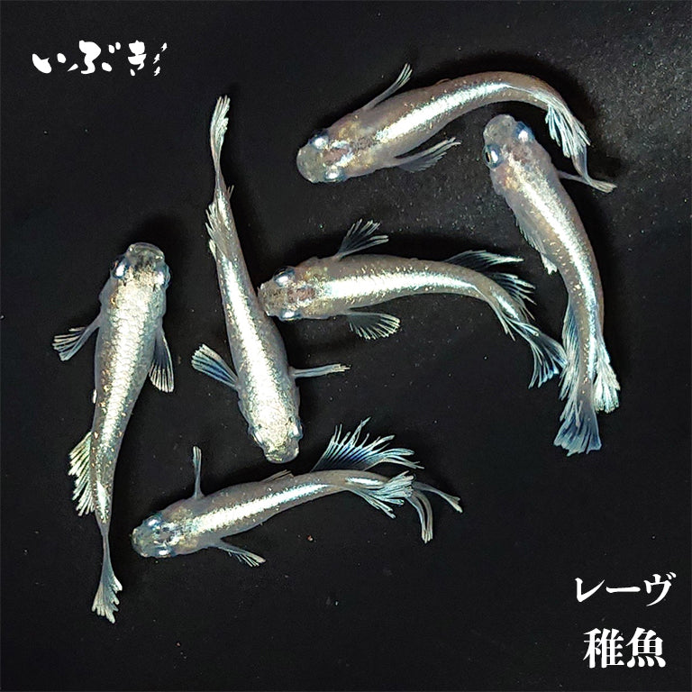 【稚魚】レーヴ(れーヴ) 指宿(いぶすき)メダカ 稚魚10匹