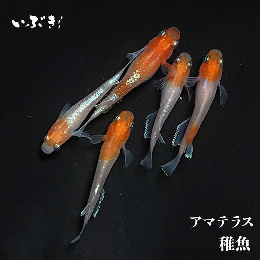 【稚魚】アマテラス(あまてらす) 指宿(いぶすき)メダカ 稚魚10匹