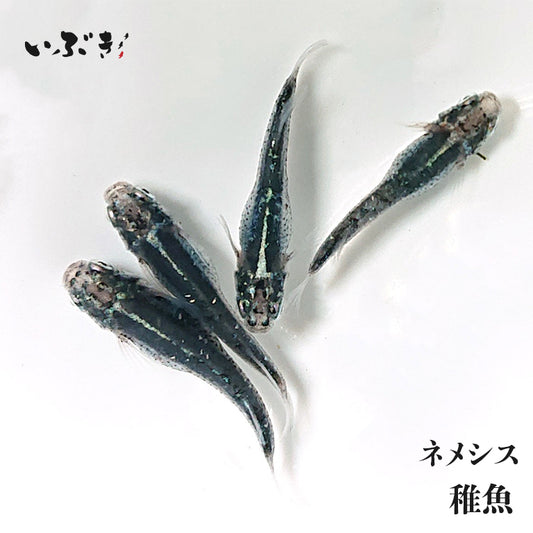 【稚魚】ネメシス(ねめしす) 指宿(いぶすき)メダカ 稚魚10匹
