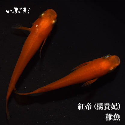 【稚魚】紅帝（楊貴妃）(ようきひ) 指宿(いぶすき)メダカ 稚魚10匹