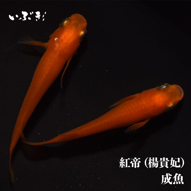 紅帝（楊貴妃）(ようきひ) 指宿(いぶすき)メダカ 成魚5匹 – いぶき | 指宿メダカとミジンコの通信販売