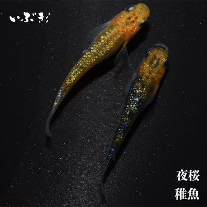 【稚魚】夜桜(よざくら) 指宿(いぶすき)メダカ 稚魚10匹