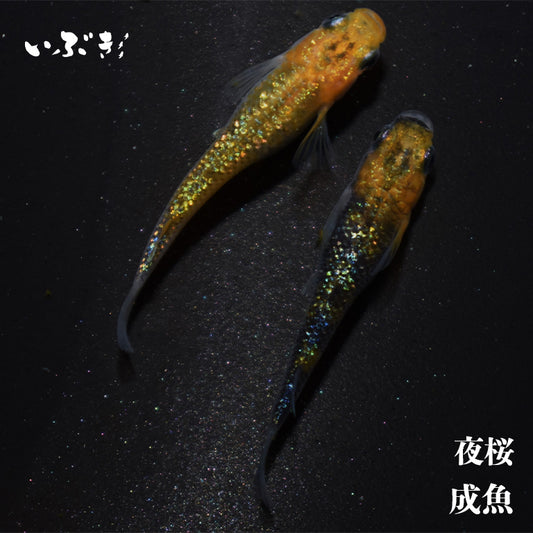 夜桜(よざくら) 指宿(いぶすき)メダカ 成魚5匹