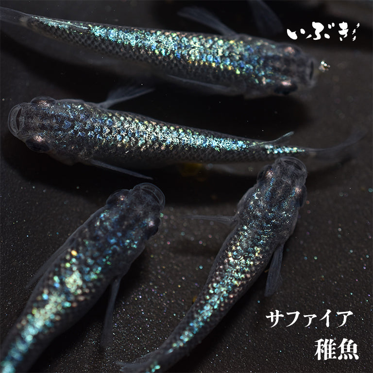 稚魚】サファイア(さふぁいあ) 指宿(いぶすき)メダカ 稚魚10匹 – いぶき | 指宿メダカとミジンコの通信販売