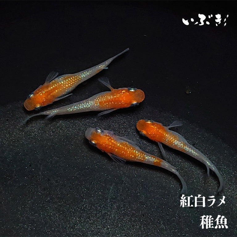 【稚魚】紅白ラメ(こうはくらめ) 指宿(いぶすき)メダカ 稚魚10匹