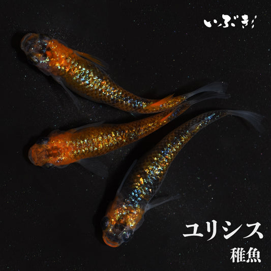 【稚魚】ユリシス(ゆりしす) 指宿(いぶすき)メダカ 稚魚10匹