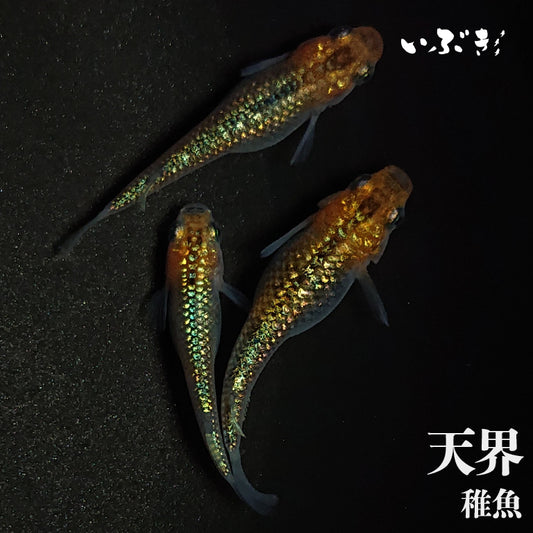 【稚魚】天界(てんかい) 指宿(いぶすき)メダカ 稚魚10匹