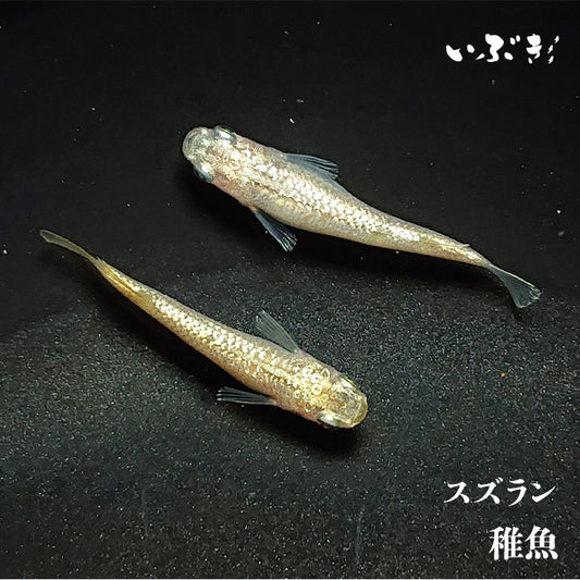 【稚魚】スズラン(すずらん) 指宿(いぶすき)メダカ 稚魚10匹
