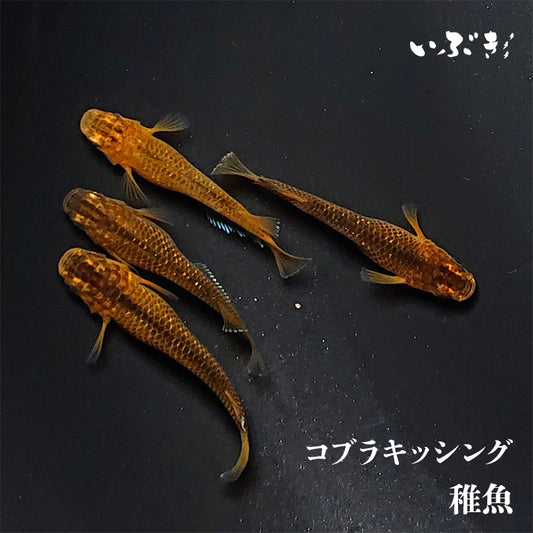 【稚魚】コブラキッシング(こぶらきっしんぐ) 指宿(いぶすき)メダカ 稚魚10匹