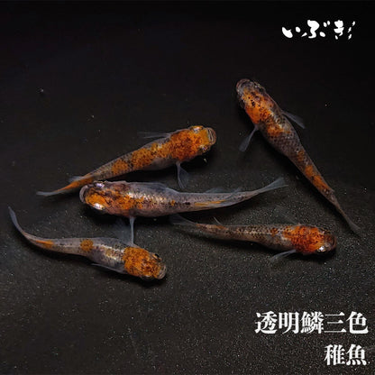 【稚魚】透明鱗三色(とうめいりんさんしょく) 指宿(いぶすき)メダカ 稚魚10匹