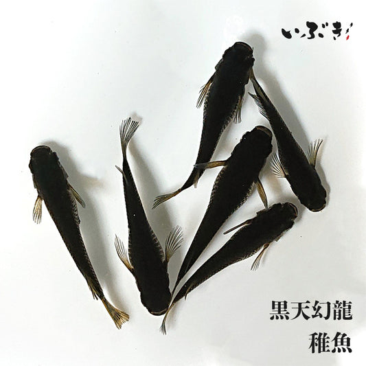【稚魚】黒天幻龍(こくてんげんりゅう) 指宿(いぶすき)メダカ 稚魚10匹