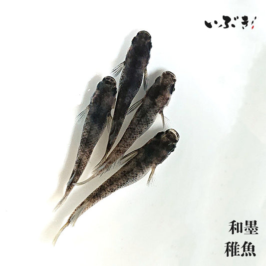 【稚魚】和墨(わずみ) 指宿(いぶすき)メダカ 稚魚10匹