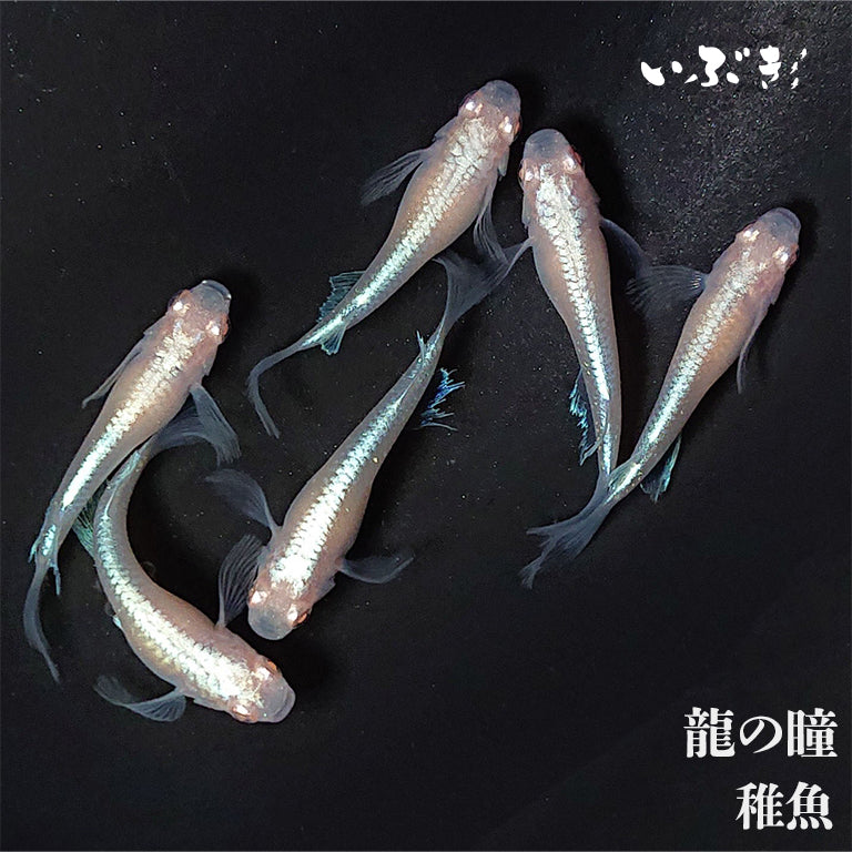 現物出品 20240925龍の瞳メダカ 稚魚10匹+1匹補償(めだか)｜売買されたオークション情報、yahooの商品情報をアーカイブ公開 -  オークファン ペット、生き物