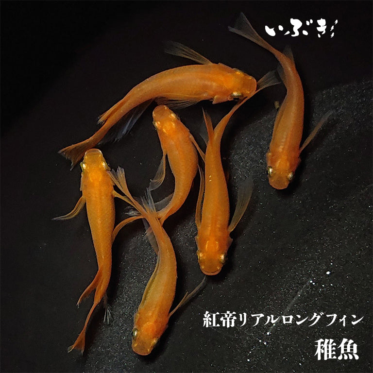 【稚魚】紅帝リアルロングフィン(こうていりあるろんぐふぃん) 指宿(いぶすき)メダカ 稚魚10匹