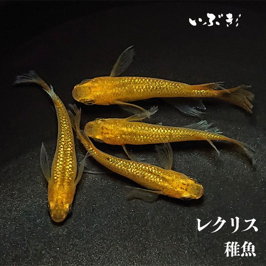 【稚魚】レクリス(れくりす) 指宿(いぶすき)メダカ 稚魚10匹