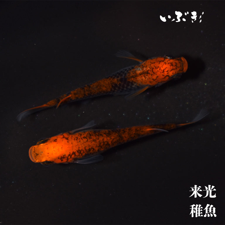 【稚魚】来光(らいこう) 指宿(いぶすき)メダカ 稚魚10匹