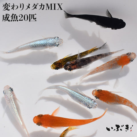 【送料無料】変わりメダカMIX(かわりめだかみっくす) 指宿(いぶすき)メダカ 成魚20匹