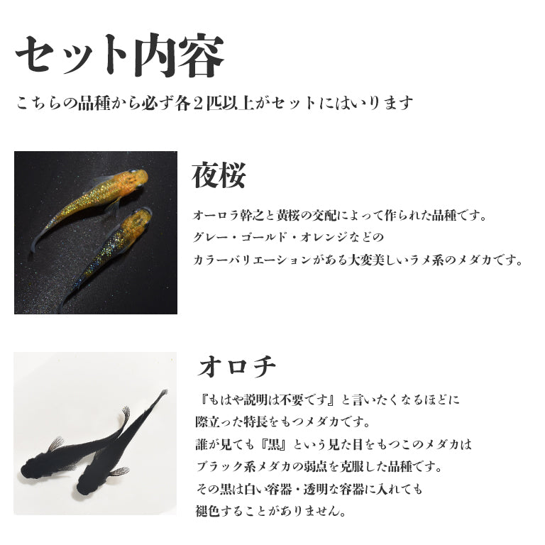 保障2匹付き】4品種保障 スーパーハイグレードメダカMIX 夜桜