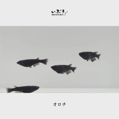 オロチ(おろち) 指宿(いぶすき)メダカ 成魚10匹