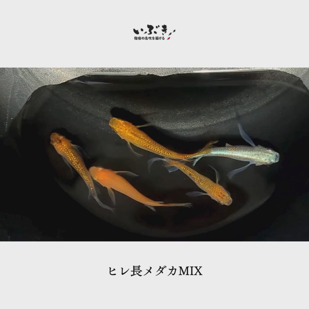 ヒレ長メダカMIX(ひれながめだかみっくす) 指宿(いぶすき)メダカ 成魚5匹 – いぶき | 指宿メダカとミジンコの通信販売