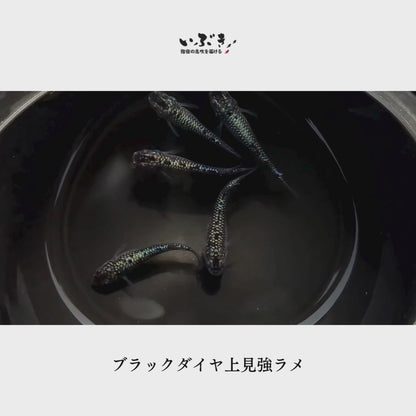 【稚魚】ブラックダイヤ上見強ラメ(ぶらっくだいや) 指宿(いぶすき)メダカ 稚魚10匹