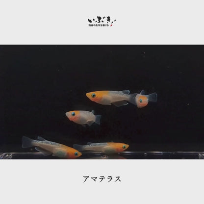 【稚魚】アマテラス(あまてらす) 指宿(いぶすき)メダカ 稚魚10匹