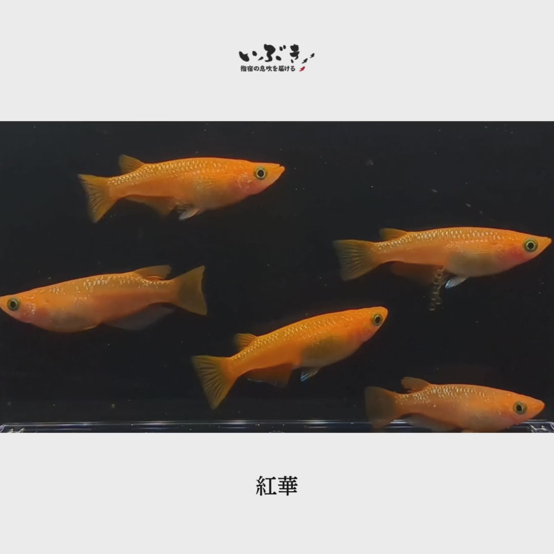 稚魚】紅華(こうか) 指宿(いぶすき)メダカ 稚魚10匹 – いぶき | 指宿メダカとミジンコの通信販売