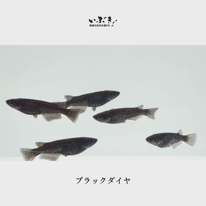 ブラックダイヤ(ぶらっくだいや) 指宿(いぶすき)メダカ 成魚5匹