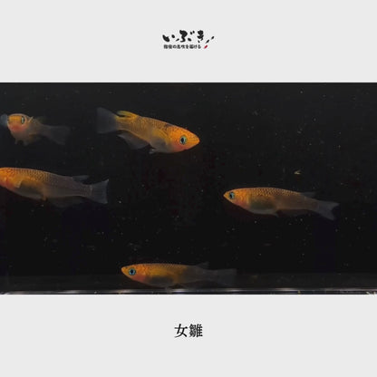 【稚魚】女雛(めびな) 指宿(いぶすき)メダカ 稚魚10匹