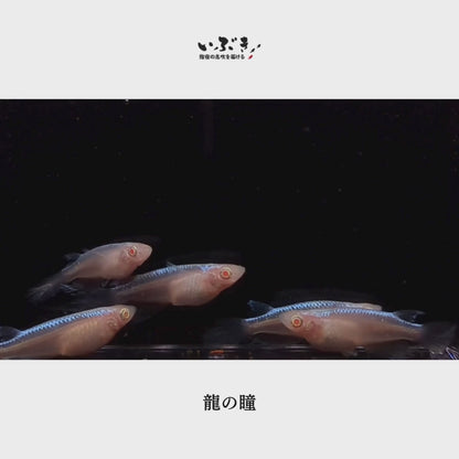 龍の瞳(りゅうのひとみ) 指宿(いぶすき)メダカ 稚魚10匹
