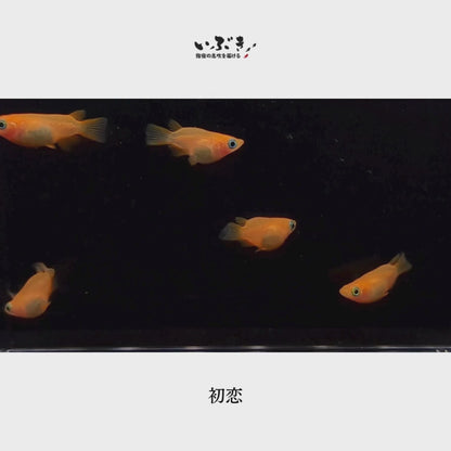 【稚魚】初恋（楊貴妃だるま）(はつこい) 指宿(いぶすき)メダカ 稚魚10匹